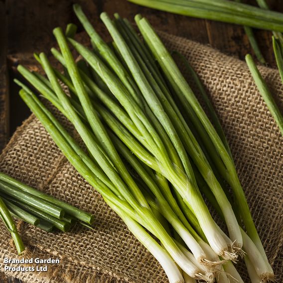 Spring Onion 'Green Banner' - Seeds