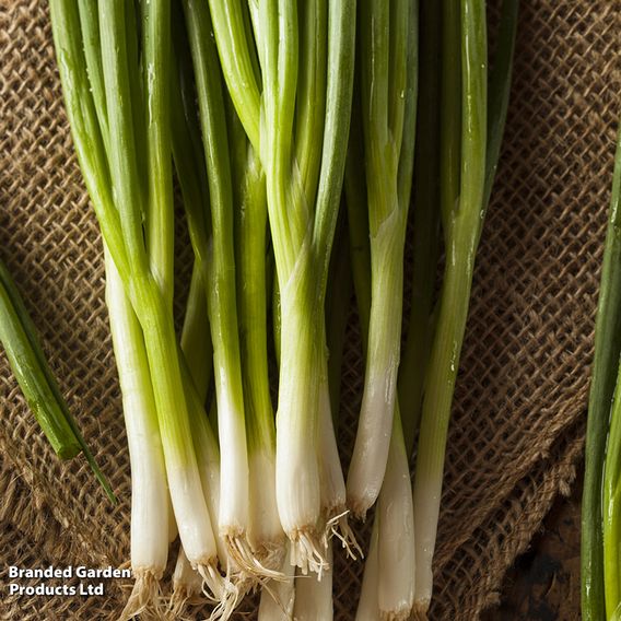 Spring Onion 'Green Banner' - Seeds