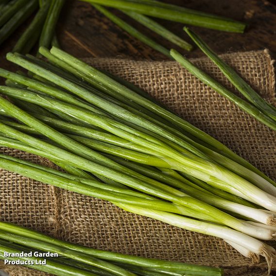 Spring Onion 'Green Banner' - Seeds