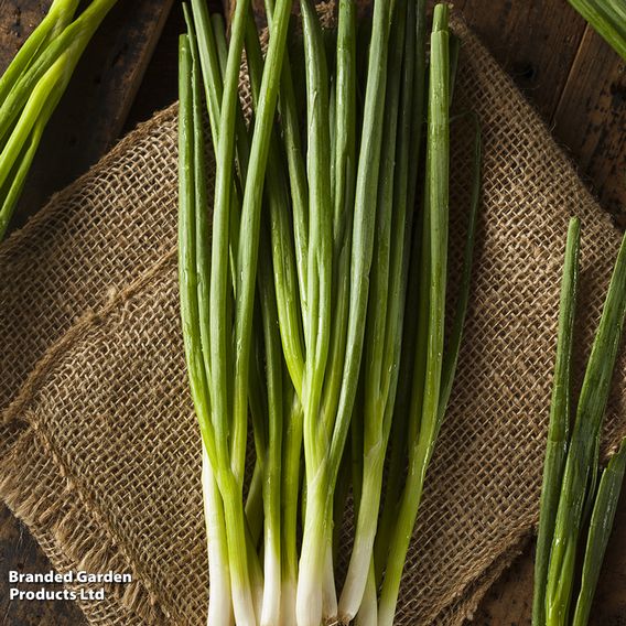 Spring Onion 'Green Banner' - Seeds