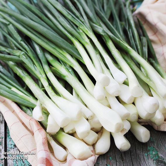 Spring Onion 'White Lisbon' - Organic Seeds