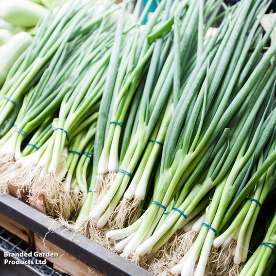 Spring Onion 'White Lisbon' - Organic Seeds