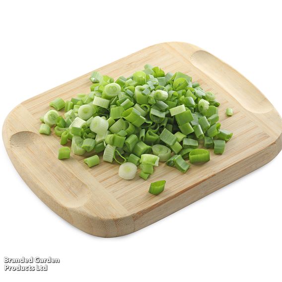 Spring Onion 'White Lisbon' - Organic Seeds