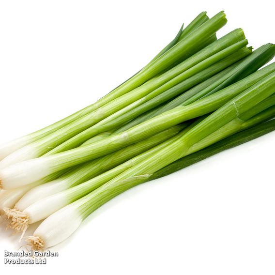 Spring Onion 'White Lisbon' - Organic Seeds