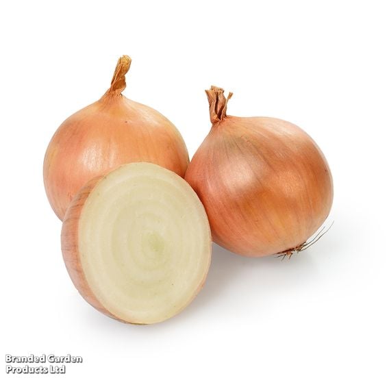 Onion 'Winteria' (Autumn)