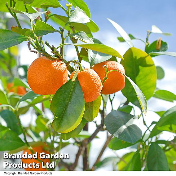 Citrus Calamondin