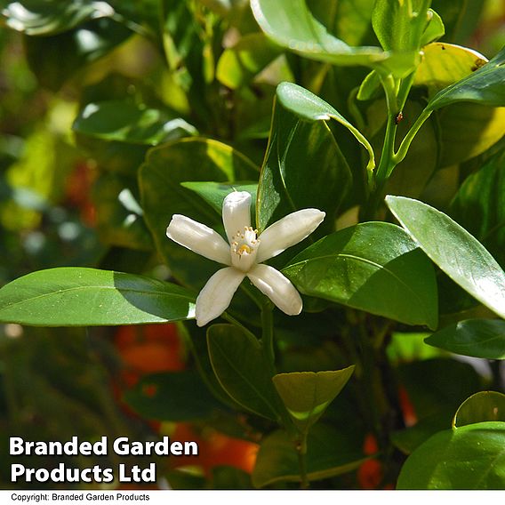 Citrus Calamondin