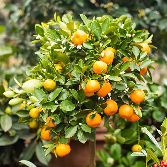 Citrus Tree Collection (Citrus Fruit)