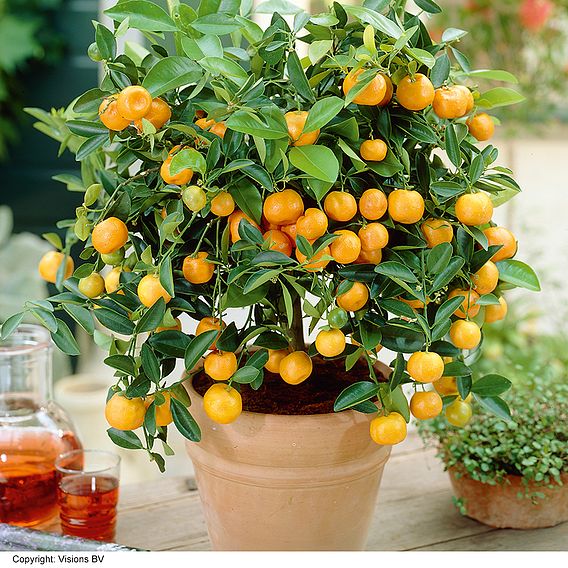 Mandarin (Citrus Fruit)
