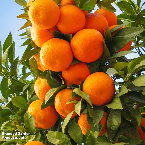 Satsuma (Citrus Fruit)