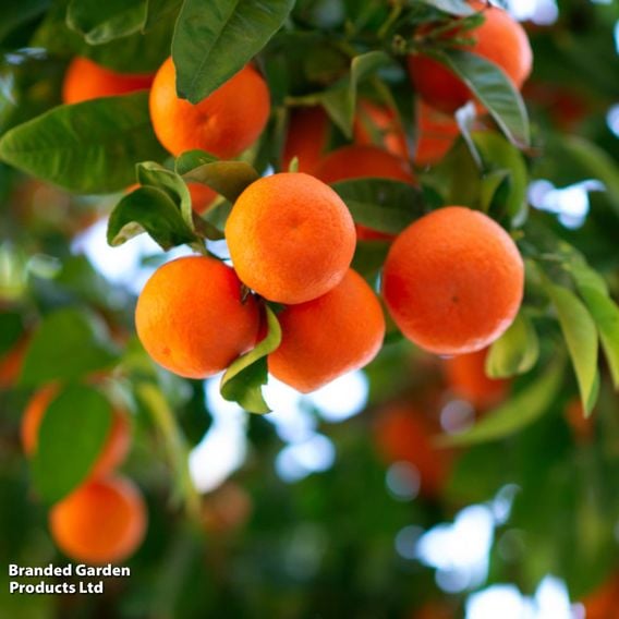 Satsuma (Citrus Fruit)
