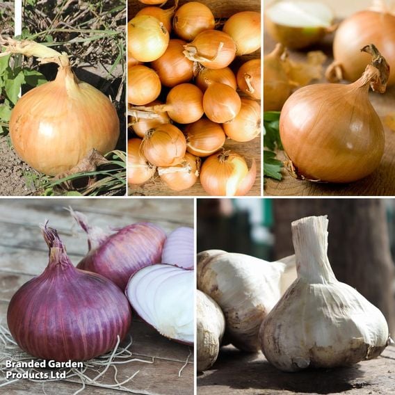 Spring Planting Onion. Shallot & Garlic Collection