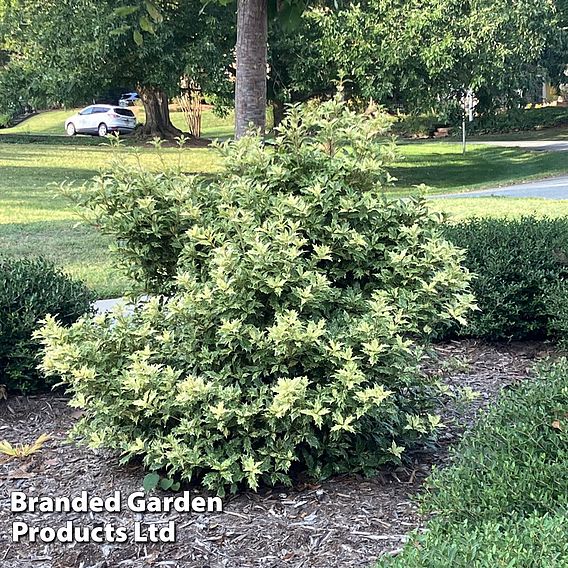 Osmanthus heterophyllus 'Goshiki'