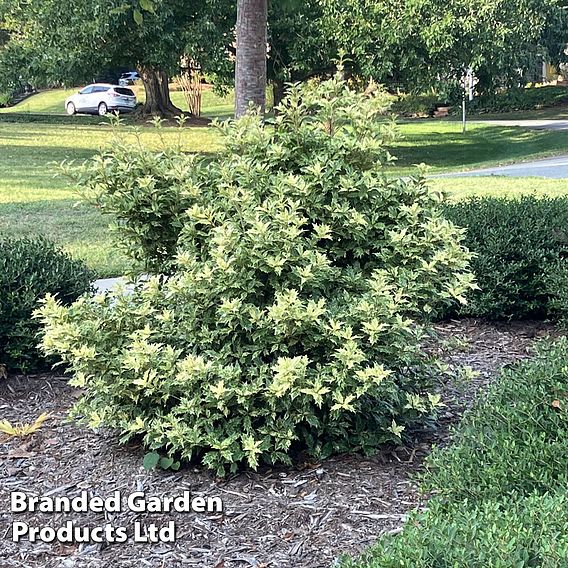 Osmanthus heterophyllus 'Goshiki'