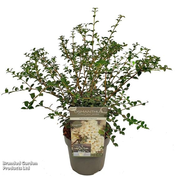 Osmanthus delavayi 'Perfume of Nature'
