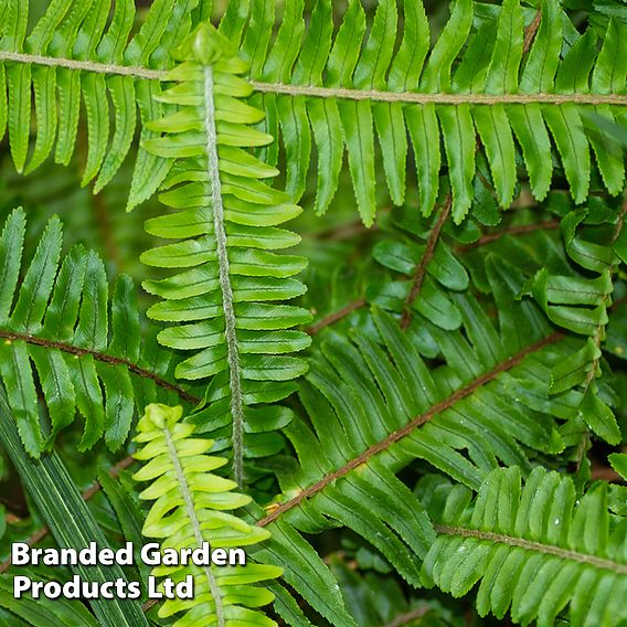 Osmunda regalis