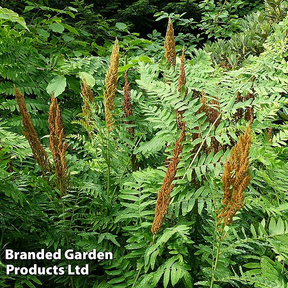 Osmunda regalis