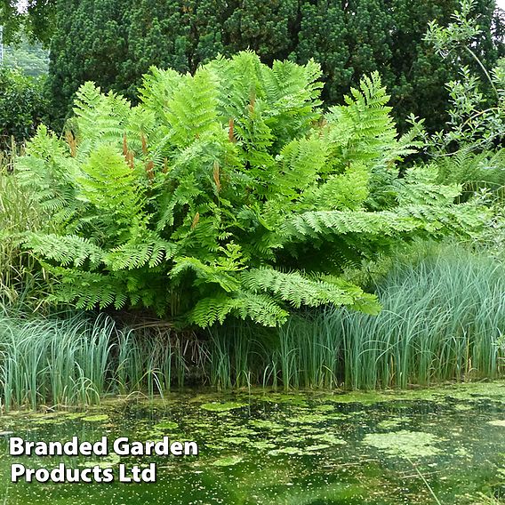 Osmunda regalis