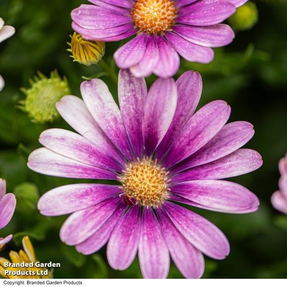 Osteospermum 'Erato Compact White Frosty Pink'