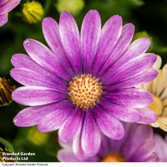 Osteospermum 'Erato Compact White Frosty Pink'