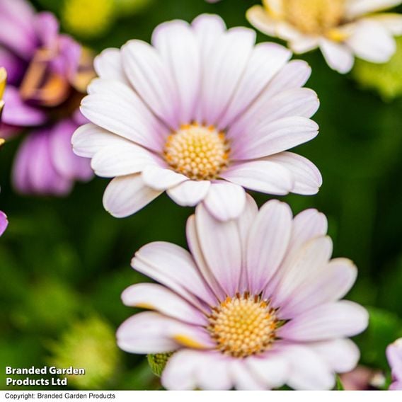 Osteospermum 'Erato Compact White Frosty Pink'
