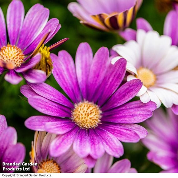 Osteospermum 'Erato Compact White Frosty Pink'
