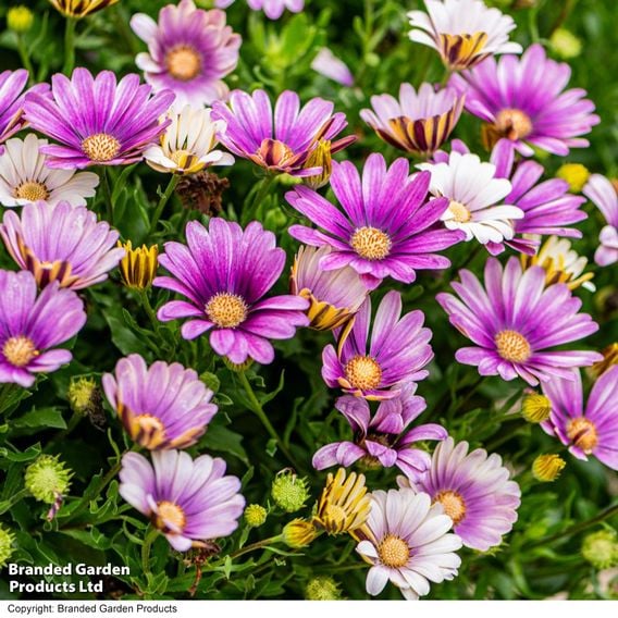 Osteospermum 'Erato Compact White Frosty Pink'