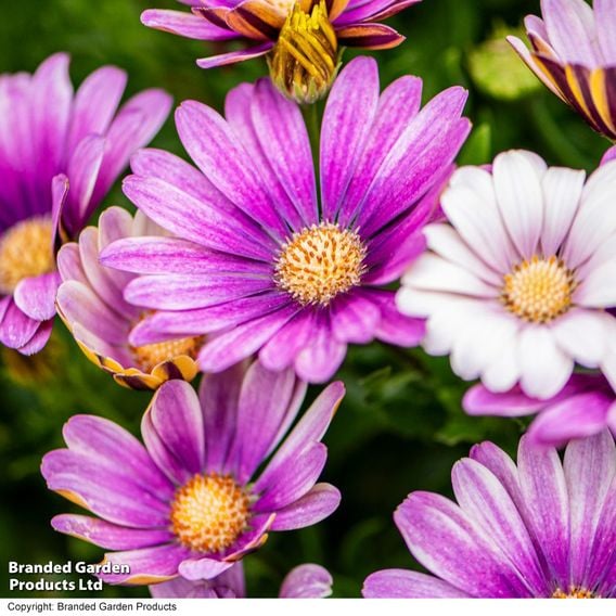 Osteospermum 'Erato Compact White Frosty Pink'