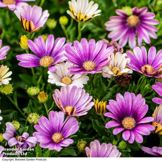 Osteospermum 'Erato Compact White Frosty Pink'