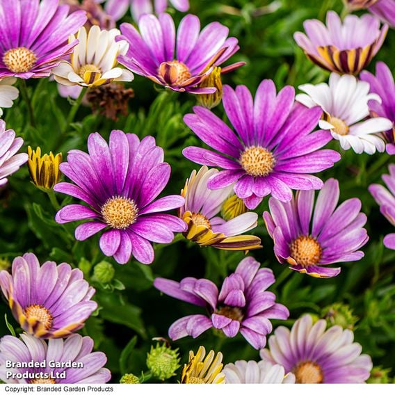 Osteospermum 'Erato Compact White Frosty Pink'