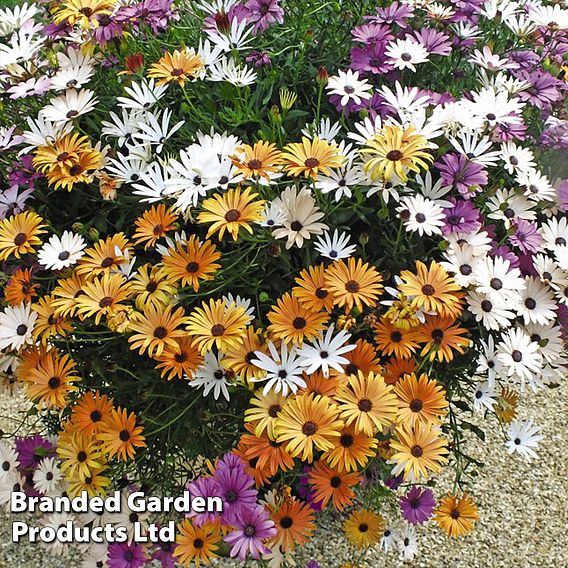 Osteospermum 'Falling Stars™'