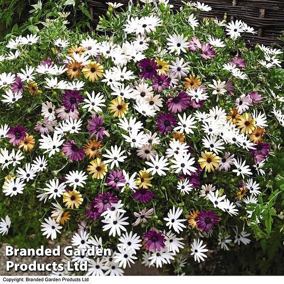 Osteospermum 'Falling Stars™'