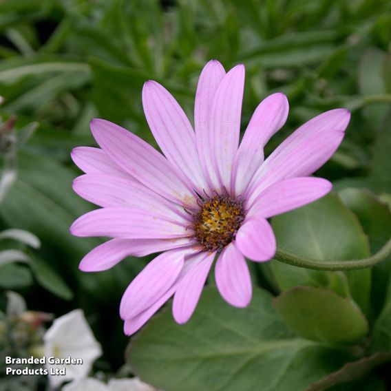 Osteospermum 'Lady Leitrim'