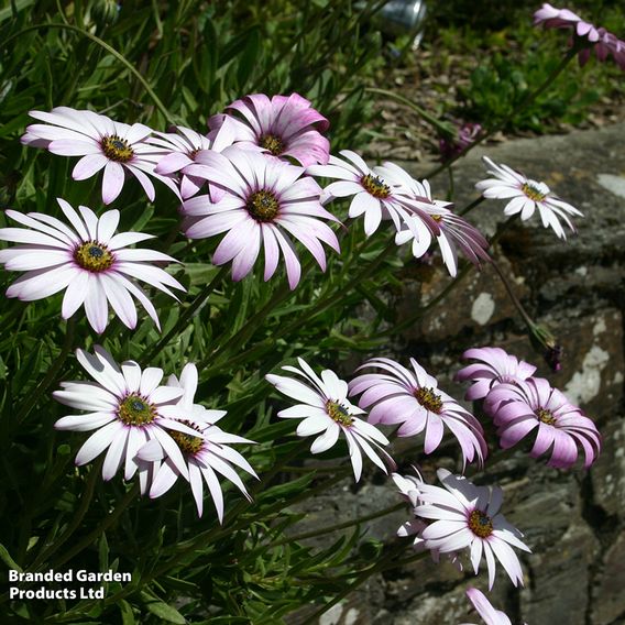 Osteospermum 'Lady Leitrim'