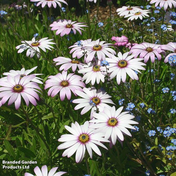 Osteospermum 'Lady Leitrim'