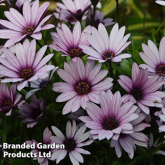 Osteospermum 'Sennen Sunrise'