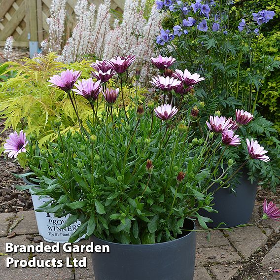 Osteospermum 'Sennen Sunrise'