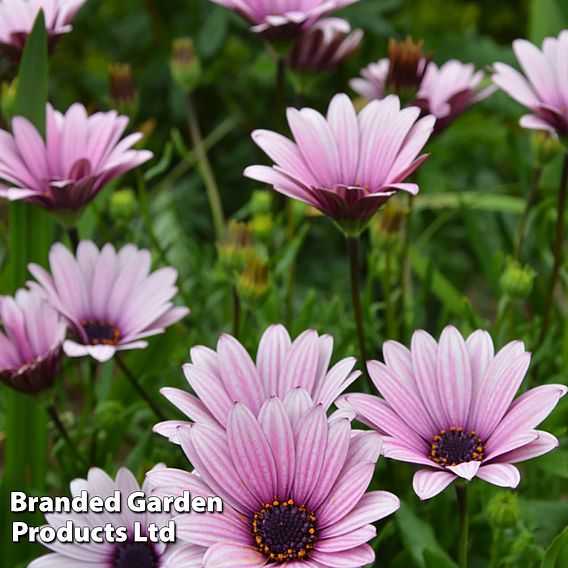 Osteospermum 'Sennen Sunrise'