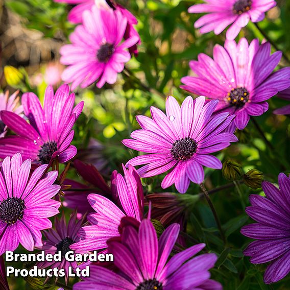 Osteospermum 'Tresco Purple' (Hardy)