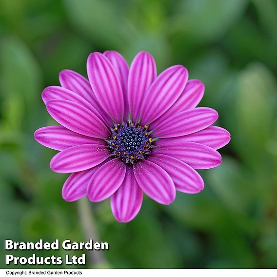 Osteospermum 'Tresco Purple' (Hardy)