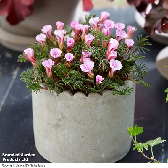 Oxalis 'Autumn Pink'