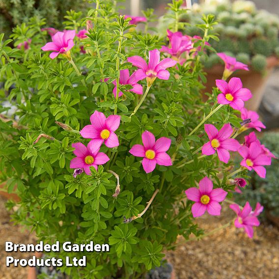 Oxalis hirta 'Gothenburg'