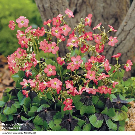 Summer Plant & Bulb Bundle