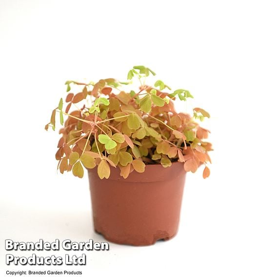 Oxalis triangularis 'Sunset Yellow'