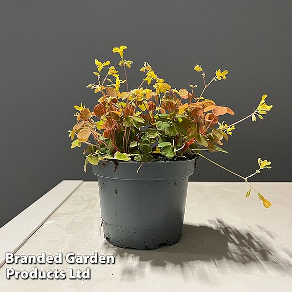 Oxalis triangularis 'Sunset Yellow'