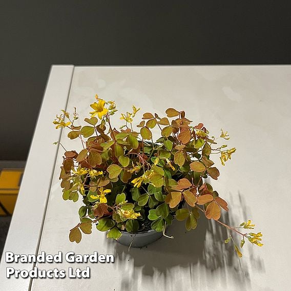 Oxalis triangularis 'Sunset Yellow'