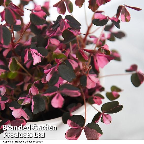 Oxalis triangularis 'Vulcan Pink'