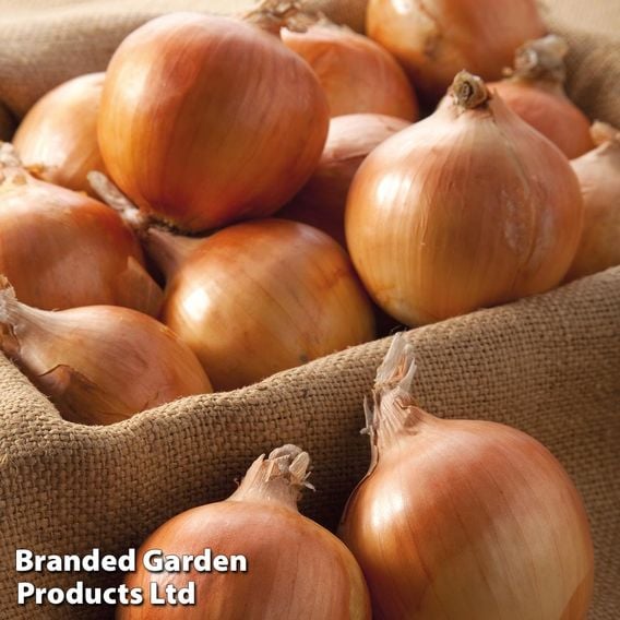 Onion 'Shakespeare' (Autumn)