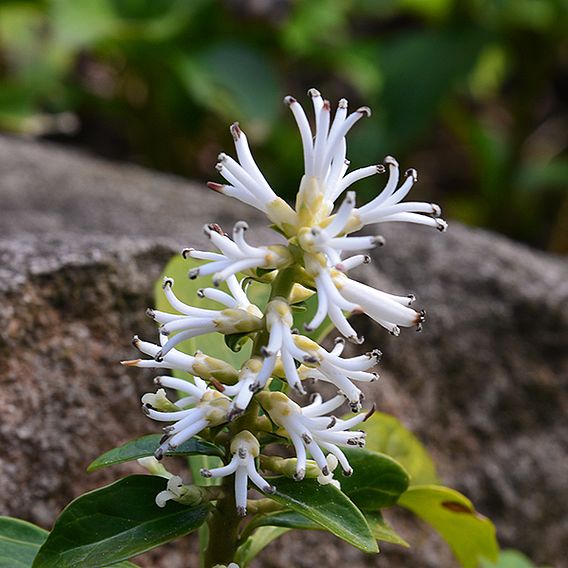 Pachysandra terminalis