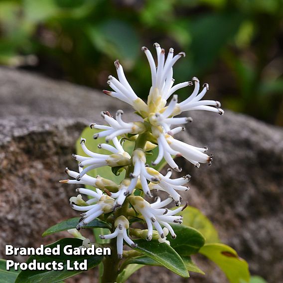 Pachysandra terminalis 'Variegata'